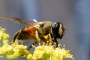 Se extinguen las abejas, ¿llega el fin del mundo? - Noticias Ambientales Claves21.com.ar