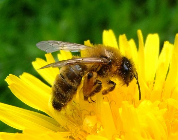 Se extinguen las abejas, llega el fin del mundo