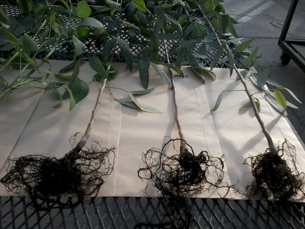 De Cabo y Basílico plantaron semillas germinadas de Seibo y Sen del Campo en macetas conteniendo los suelos colectados del Riachuelo.