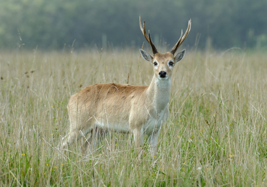 Venado de las Pampas (Ozotoceros bezoarticus). Foto: Fedaro. Licencia: Creative Commons CC BY-SA 4.0.