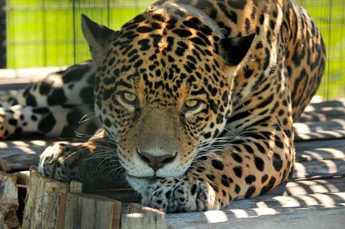 Yaguareté: características del plan de conservación