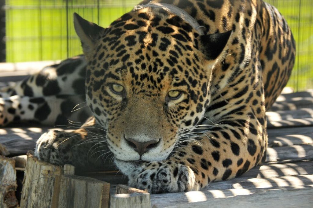 Yaguareté Chiqui. Foto: Cedida por el Ministerio de Ambiente para su publicación.