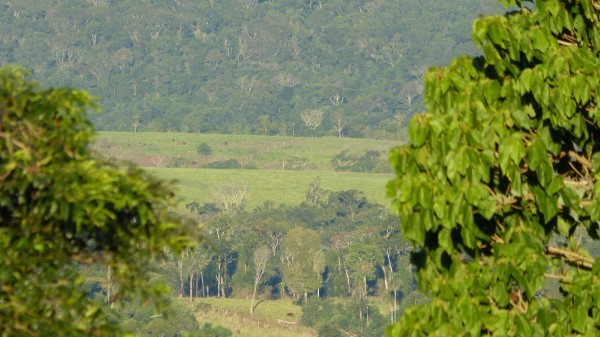 Bosques. Foto: Mariano Mantel. Licencia: CC BY-NC 2.0.