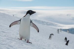 La Comisión del Océano Antártico se reunirá en octubre para considerar la propuesta de la Unión Europea de crear un área protegida marina de 1,8 millones de kilómetros cuadrados en la región antártica del Mar de Weddell.