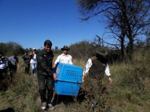 Liberaron a un oso hormiguero en el Parque Nacional El Impenetrable.