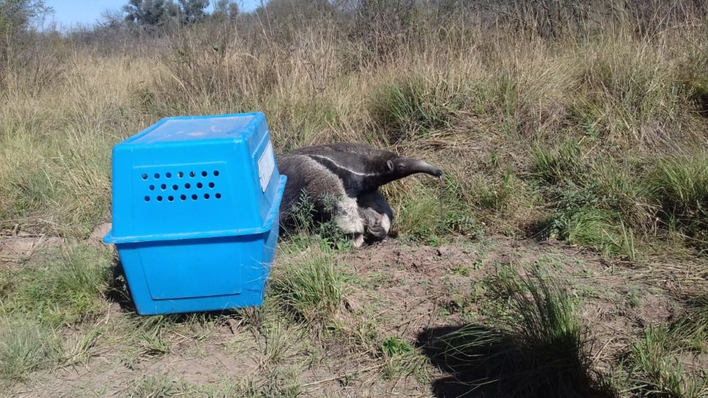 Liberaron a un oso hormiguero en el Parque Nacional El Impenetrable. Foto: Prensa de Parques Nacionales.