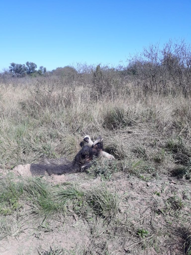 Liberaron a un oso hormiguero en el Parque Nacional El Impenetrable. Foto: Prensa de Parques Nacionales. Liberaron a un oso hormiguero en el Parque Nacional El Impenetrable. Foto: Prensa de Parques Nacionales.