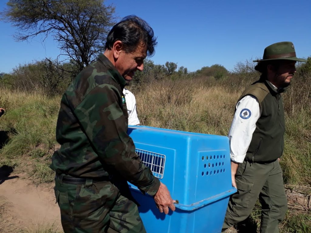 Liberación de un oso hormiguero en el Parque Nacional El Impenetrable. Foto: Prensa de Parques Nacionales.