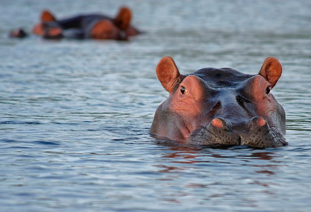 Exóticas invasoras: los hipopótamos de Pablo Escobar en Colombia.