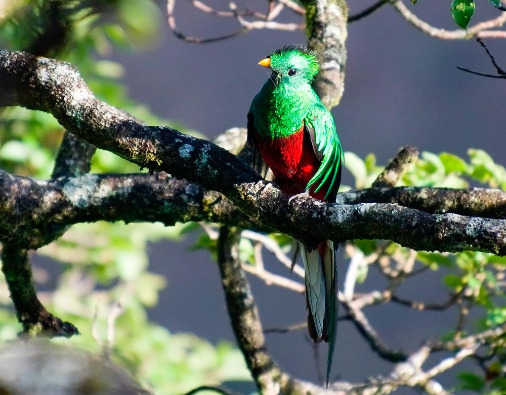 Quetzal bosque nuboso Costa Rica