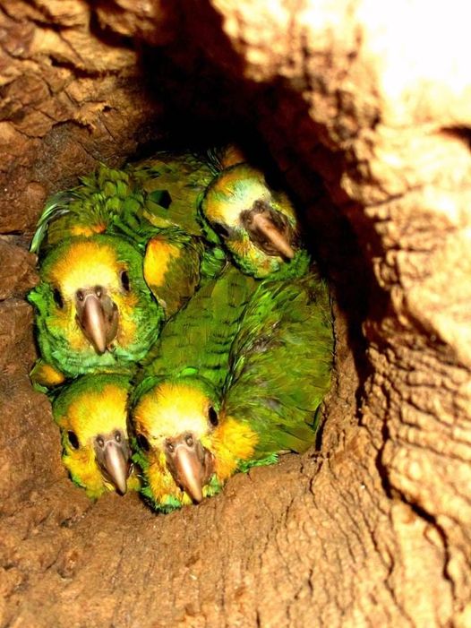 cotorra margariteña