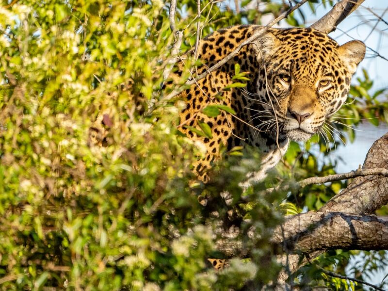 Conservación del yaguareté o jaguar