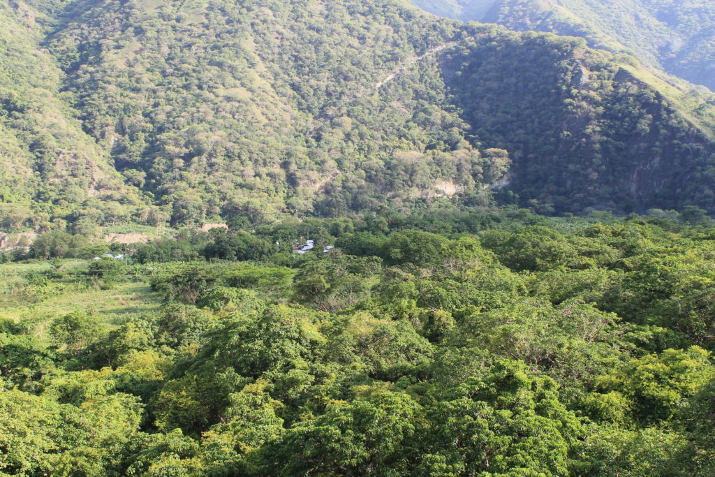 Bosque seco tropical en Orobajo en época de invierno. Foto. Jorge David Higuita.