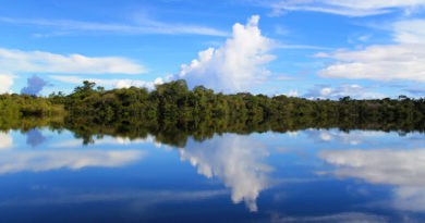 Conservación a escala: la cuenca del río Amazonas La Cuenca Amazónica tiene la más alta biodiversidad de peces del mundo, con aproximadamente 2.400 especies.